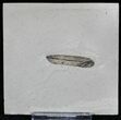 Fossil Leaf (Mimosites) - Green River Formation #2120-1